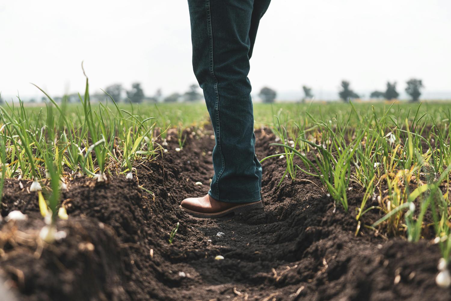 2025 vetés, költségvetés, mezőgazdaság előkészület